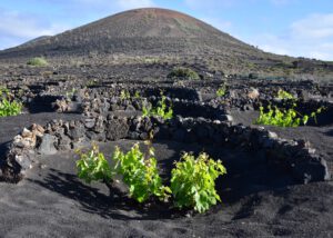 Vinos de lanzarote