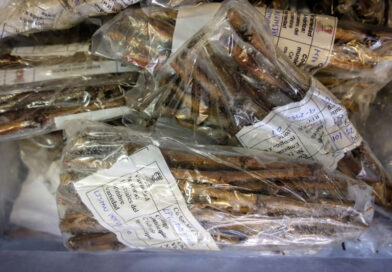 Vides únicas de La Palma sepultadas por el volcán podrían salvarse en Tarragona